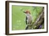 Red-bellied Woodpecker (Melanerpes carolinus) male in flower garden, Marion County, Illinois-Richard & Susan Day-Framed Photographic Print