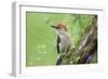 Red-bellied Woodpecker (Melanerpes carolinus) male in flower garden, Marion County, Illinois-Richard & Susan Day-Framed Photographic Print