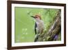 Red-bellied Woodpecker (Melanerpes carolinus) male in flower garden, Marion County, Illinois-Richard & Susan Day-Framed Photographic Print
