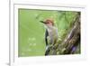 Red-bellied Woodpecker (Melanerpes carolinus) male in flower garden, Marion County, Illinois-Richard & Susan Day-Framed Photographic Print