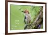 Red-bellied Woodpecker (Melanerpes carolinus) male in flower garden, Marion County, Illinois-Richard & Susan Day-Framed Photographic Print