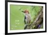 Red-bellied Woodpecker (Melanerpes carolinus) male in flower garden, Marion County, Illinois-Richard & Susan Day-Framed Photographic Print