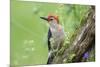 Red-bellied Woodpecker (Melanerpes carolinus) male in flower garden, Marion County, Illinois-Richard & Susan Day-Mounted Photographic Print