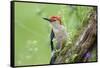 Red-bellied Woodpecker (Melanerpes carolinus) male in flower garden, Marion County, Illinois-Richard & Susan Day-Framed Stretched Canvas