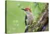 Red-bellied Woodpecker (Melanerpes carolinus) male in flower garden, Marion County, Illinois-Richard & Susan Day-Stretched Canvas