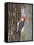 Red-Bellied Woodpecker, Texas, USA-Larry Ditto-Framed Stretched Canvas