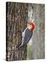 Red-Bellied Woodpecker, Texas, USA-Larry Ditto-Stretched Canvas