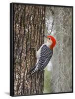 Red-Bellied Woodpecker, Texas, USA-Larry Ditto-Framed Photographic Print