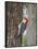 Red-Bellied Woodpecker, Texas, USA-Larry Ditto-Framed Photographic Print