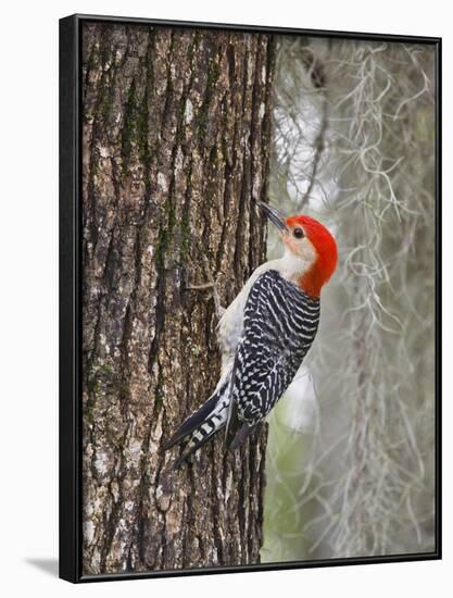 Red-Bellied Woodpecker, Texas, USA-Larry Ditto-Framed Photographic Print