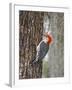 Red-Bellied Woodpecker, Texas, USA-Larry Ditto-Framed Photographic Print