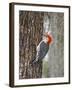 Red-Bellied Woodpecker, Texas, USA-Larry Ditto-Framed Photographic Print