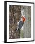 Red-Bellied Woodpecker, Texas, USA-Larry Ditto-Framed Photographic Print