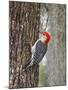 Red-Bellied Woodpecker, Texas, USA-Larry Ditto-Mounted Photographic Print