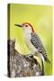 Red-Bellied Woodpecker-null-Stretched Canvas