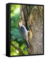 Red-Bellied Woodpecker-Gary Carter-Framed Stretched Canvas