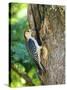 Red-Bellied Woodpecker-Gary Carter-Stretched Canvas