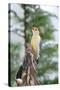 Red-Bellied Woodpecker-Gary Carter-Stretched Canvas