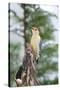 Red-Bellied Woodpecker-Gary Carter-Stretched Canvas