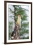 Red-Bellied Woodpecker-Gary Carter-Framed Premium Photographic Print