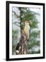 Red-Bellied Woodpecker-Gary Carter-Framed Premium Photographic Print