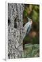 Red-Bellied Woodpecker-Gary Carter-Framed Premium Photographic Print