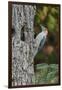 Red-Bellied Woodpecker-Gary Carter-Framed Premium Photographic Print