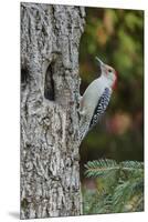 Red-Bellied Woodpecker-Gary Carter-Mounted Premium Photographic Print