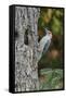 Red-Bellied Woodpecker-Gary Carter-Framed Stretched Canvas