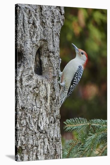 Red-Bellied Woodpecker-Gary Carter-Stretched Canvas