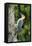 Red-Bellied Woodpecker-Gary Carter-Framed Stretched Canvas