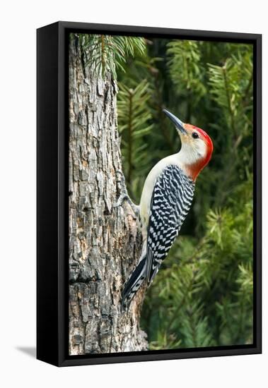 Red-Bellied Woodpecker-Gary Carter-Framed Stretched Canvas