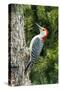 Red-Bellied Woodpecker-Gary Carter-Stretched Canvas