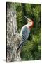 Red-Bellied Woodpecker-Gary Carter-Stretched Canvas