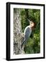 Red-Bellied Woodpecker-Gary Carter-Framed Premium Photographic Print