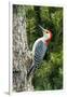 Red-Bellied Woodpecker-Gary Carter-Framed Premium Photographic Print