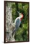 Red-Bellied Woodpecker-Gary Carter-Framed Premium Photographic Print