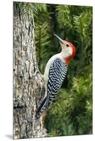 Red-Bellied Woodpecker-Gary Carter-Mounted Premium Photographic Print