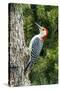 Red-Bellied Woodpecker-Gary Carter-Stretched Canvas