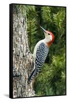 Red-Bellied Woodpecker-Gary Carter-Framed Stretched Canvas