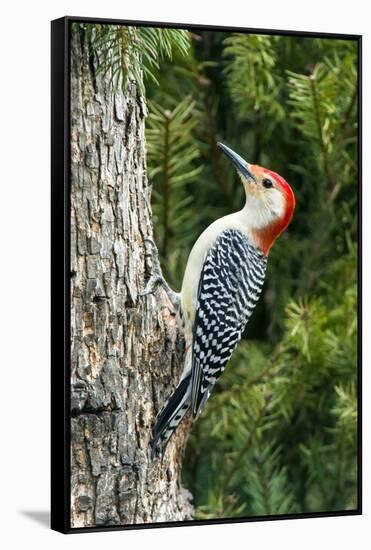 Red-Bellied Woodpecker-Gary Carter-Framed Stretched Canvas