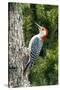 Red-Bellied Woodpecker-Gary Carter-Stretched Canvas