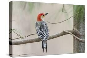 Red-Bellied Woodpecker-Gary Carter-Stretched Canvas