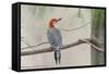 Red-Bellied Woodpecker-Gary Carter-Framed Stretched Canvas