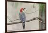 Red-Bellied Woodpecker-Gary Carter-Framed Premium Photographic Print