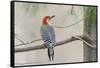 Red-Bellied Woodpecker-Gary Carter-Framed Stretched Canvas