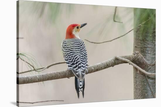 Red-Bellied Woodpecker-Gary Carter-Stretched Canvas
