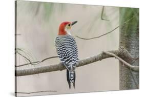 Red-Bellied Woodpecker-Gary Carter-Stretched Canvas