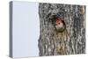 Red-Bellied Woodpecker-Gary Carter-Stretched Canvas