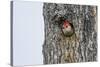 Red-Bellied Woodpecker-Gary Carter-Stretched Canvas